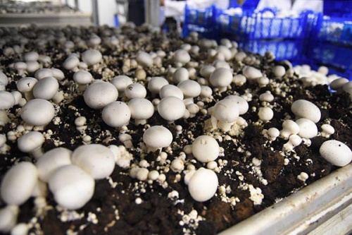 Новый этап в развитии грибного комплекса России