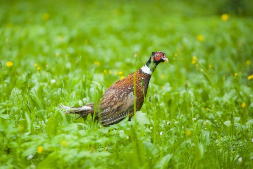 Эффектные фазаны поселились в Тимирязевском парке