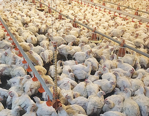 В России застраховано около 34% поголовья свиней и 25% птицы в животноводческих хозяйствах