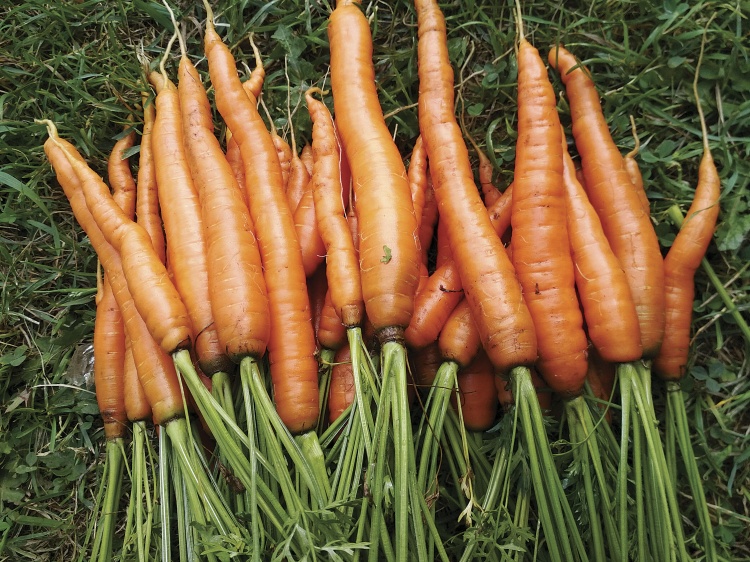 Морковь: тренды и перспективы