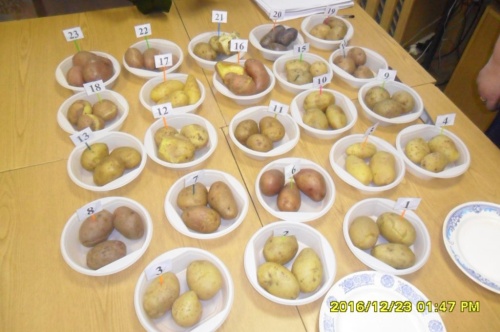 В Костромской области прошла дегустация сортов картофеля