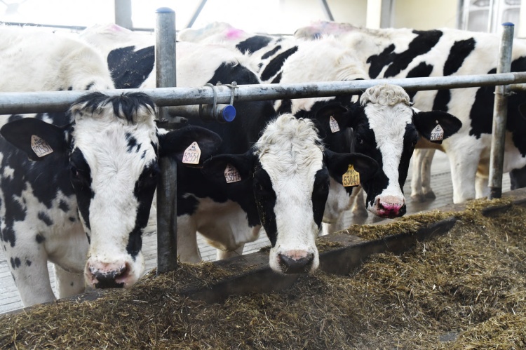 На поддержку молочного животноводства Росагролизинг направил более 21 млрд рублей