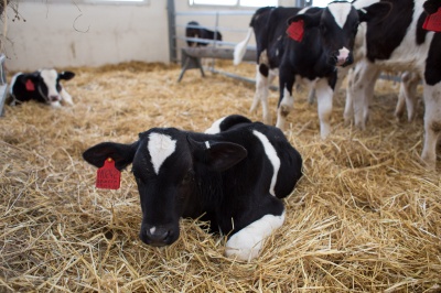 АГРОСИЛА в 2020 году внедрит искусственный интеллект на молочной ферме
