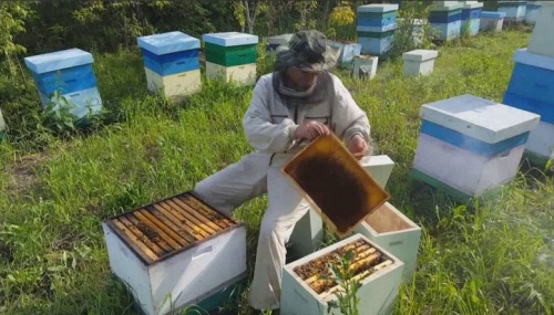 В Уфе определят лучшего пчеловода Российской Федерации