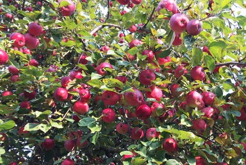 Куда девать дачнику излишки яблок: 5 простых способов правильного использования опавших плодов