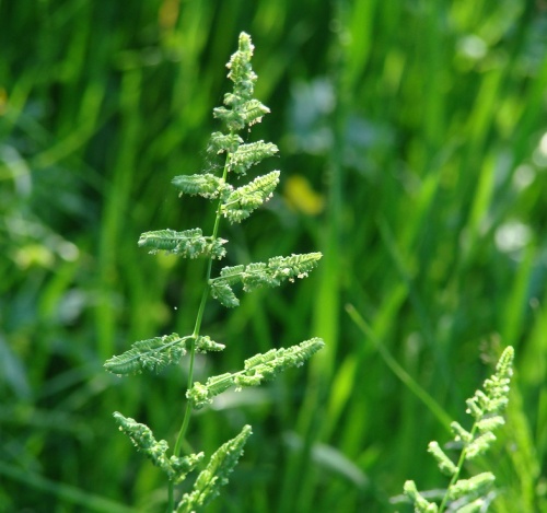 Бекмания «Русалочка» - новый сорт многолетней кормовой травы