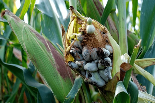 Посевам кукурузы угрожает опасная болезнь