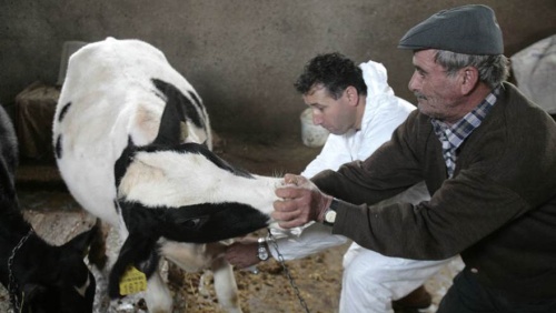ФАО призывает к широкомасштабной вакцинации скота