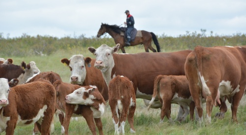 В Челябинской области растут продажи племенного молодняка мясных пород