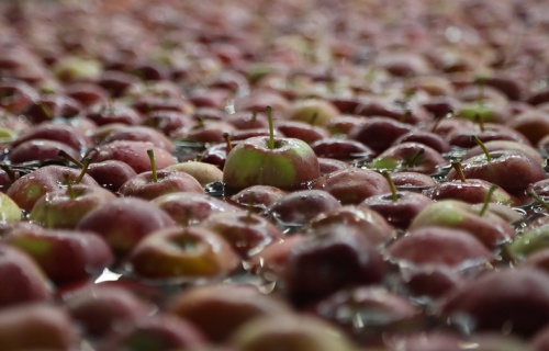 Яблоки из Ингушетии поедут в Катар