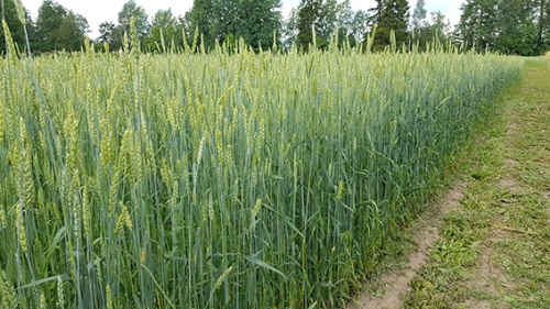 Как выбрать лучший протравитель для пшеницы?
