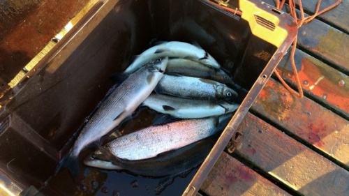 На севере Финляндии создадут пять мест для ловли крупной рыбы