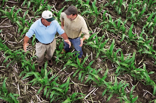 Сельхозпроизводитель из штата Вирджиния установил мировой рекорд урожайности кукурузы