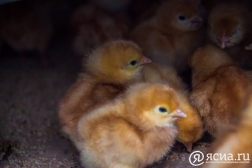 Якутская птицефабрика увеличит объемы производства благодаря новому цеху