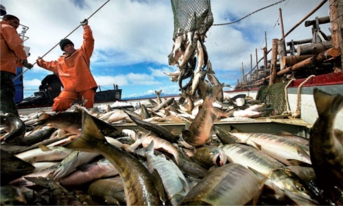 Охрана промысла лососей на Камчатке в этом году организована эффективнее