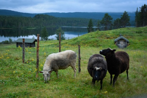 Работа пастухом – вид экотуризма?