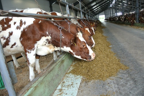 Оценка кормосмеси для коров