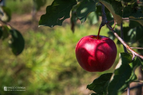 В суперинтенсивном яблоневом саду КФУ собирают первый урожай