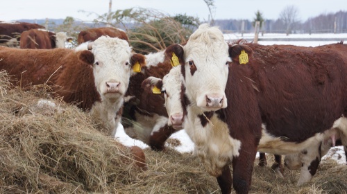 В Удмуртии растет поголовье мясного скота