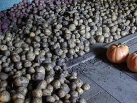 Объект по выращиванию семенного картофеля ждет инвестора