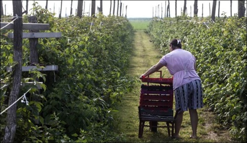 Сербия налаживает партнерство с ФАО и ЕБРР в целях укрепления сельского хозяйства