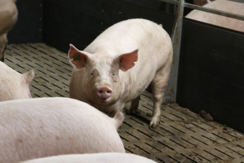 В Машкинский свинокомплекс доставили первое поголовье животных