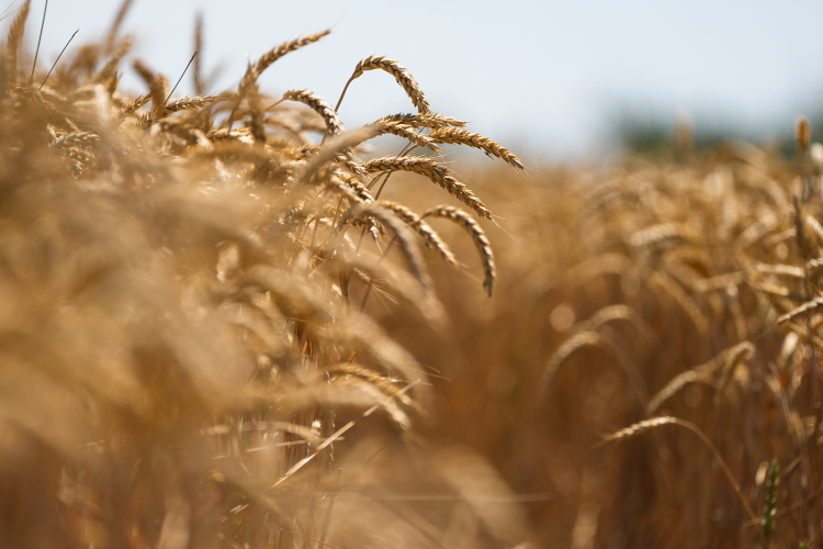 Масштабируется применение нового российского сорта пшеницы