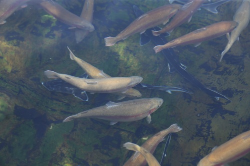 В Пензенской области произведено 1278 тонн товарной рыбы