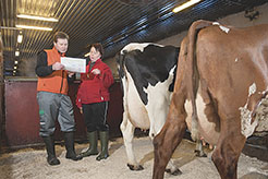 Учет в молочном скотоводстве Финляндии