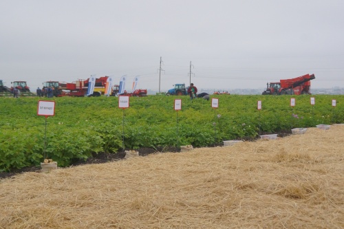 Ученые УрГАУ разработают уральскую технологию выращивания картофеля