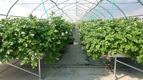 Фитотронная установка для ускоренного размножения семенного картофеля