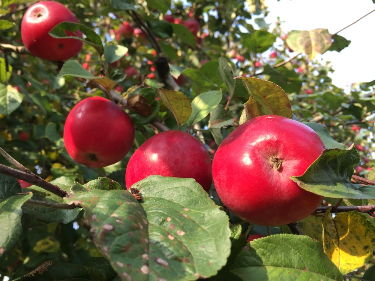 Рынок семечковых культур, яблок и продуктов их переработки в России