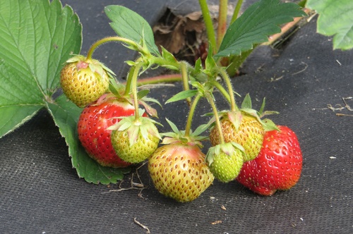 Земляника в саду: от посадки до сбора урожая ароматных и сладких ягод