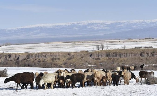 В Центральной Азии обсуждаются решения вопросов изменения климата, связанных с животноводством