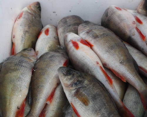 В Челябинской области создается кластер рыбоводческих предприятий