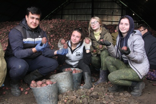 Студенты УрГАУ собрали гигантский урожай картофеля