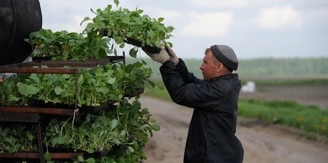 Правительство области готовит программу «Дальний ленинградский гектар»
