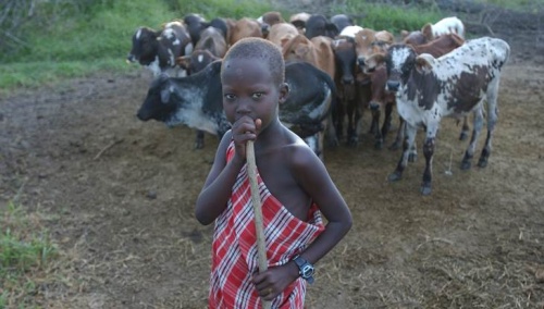 ФАО: Детский труд в сельском хозяйстве на подъеме
