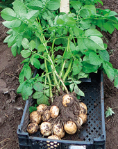 В Россию не пустили 40 тонн финского семенного картофеля