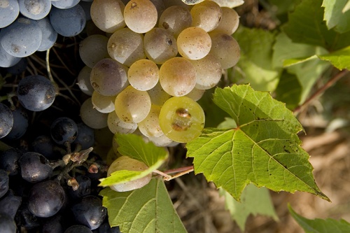 В Абрау-Дюрсо обсудили развитие виноградарства