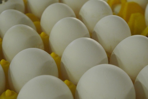 Производство яиц неуклонно растет