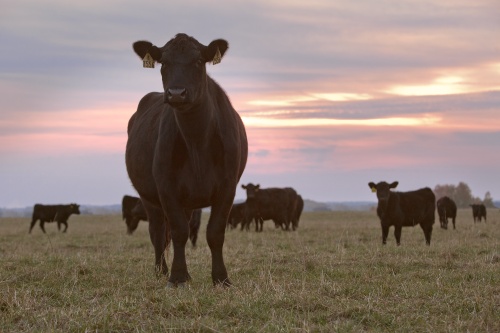 «Мираторг» планирует увеличить маточное поголовье мясного КРС