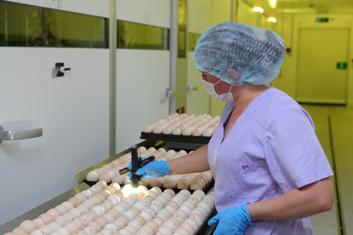 «Дамате» начала поставки инкубационного яйца