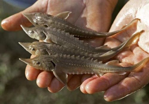 Предприятия аквакультурной индустрии  планируют страховать с господдержкой