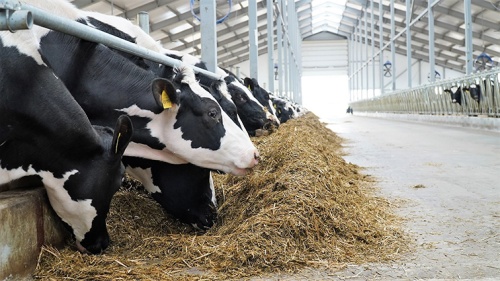 Рекордный суточный надой на молочных комплексах ГК «Агропромкомплектация»