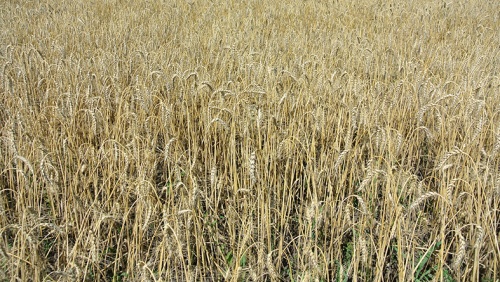 Мировое производство зерновых может достигнуть нового исторического максимума