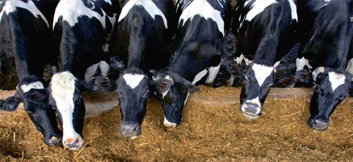 B-Complex Energy устраняет энергодефицит у коров