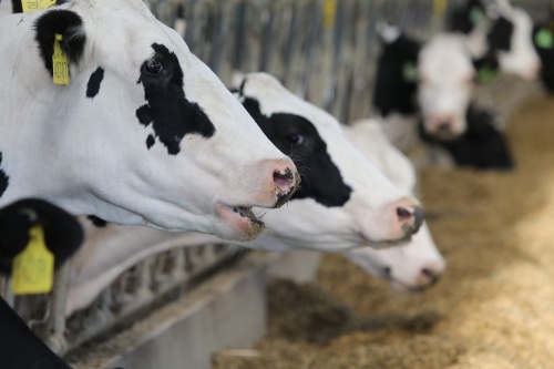 О повышении ставки субсидий на поддержку молочного скотоводства