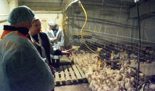 В Челябинской области будут производить инкубационное яйцо