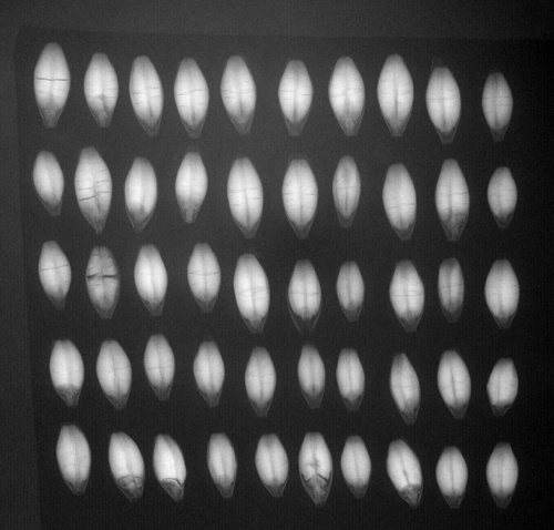 Рентгенографическая экспертиза семян